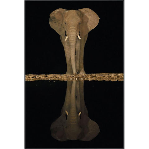 Lakeside Elephant, Framed